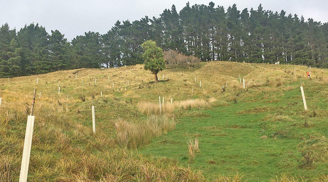 Erosion programme for Hurunui and Kaikōura